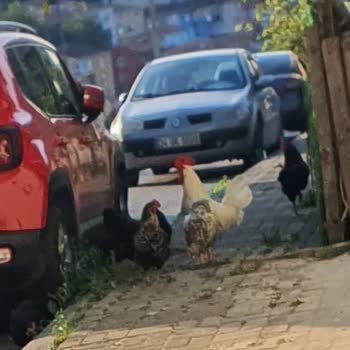 Ümraniye Belediyesi Sokaklar Horoz Ve Tavuk Dolu