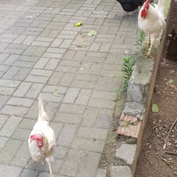 Ümraniye Belediyesi Sokaklar Horoz Ve Tavuk Dolu