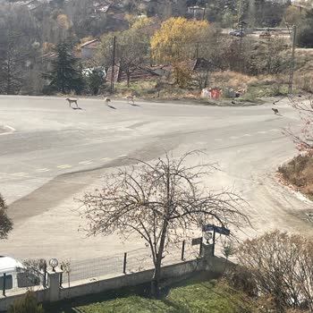 ABB - Ankara Büyükşehir Belediyesi Sokak Köpekleri İnsanlara Arabalara Saldırıyor