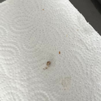 Cihan Tat Çıtır Tat Böreğinden Böcek Çıktı