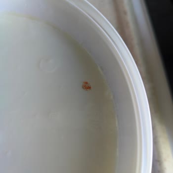 Harras Yoğurt Küf Benzeri