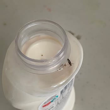 Tat Gıda Aldığım Tat Marka Mayonezin İçerisinden Böcek Çıktı