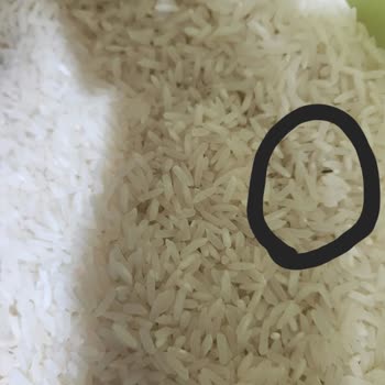 Yayla Bakliyat Yayla Pirinç İçerisinden Çıkan Böcekler