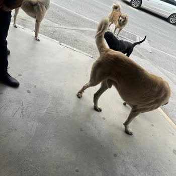 Çiğli Belediyesi Saldırgan Köpekler