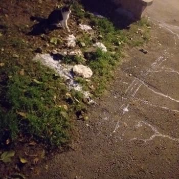 Keçiören Belediyesi Sokak Hayvanlarının Beslenme Yeri