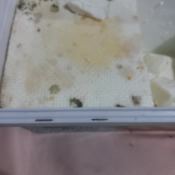 Peynes Peynir Çok Pişmanım Seni Aldığıma