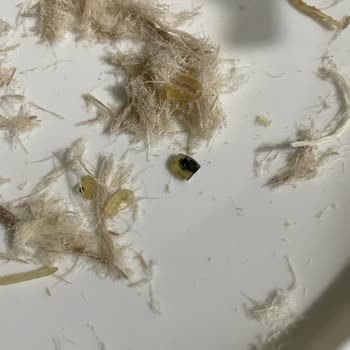 BİM Miskos Marka Pişmaniyeden Böcek Çıktı!