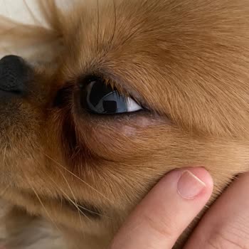 Hipet Cosmetics Hipet Ürünlerinde Büyük Zarar Var.