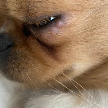 Hipet Cosmetics Hipet Ürünlerinde Büyük Zarar Var.