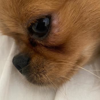 Hipet Cosmetics Hipet Ürünlerinde Büyük Zarar Var.