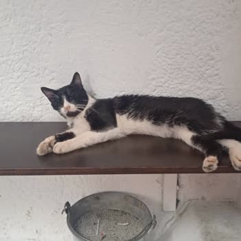 Beyoğlu Belediyesi Veterinerlik Hizmetleri İşini Yapıyor Mu