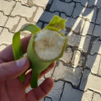 Şok Marketler Taze Olmayan Ürünler Ve Mağduriyet