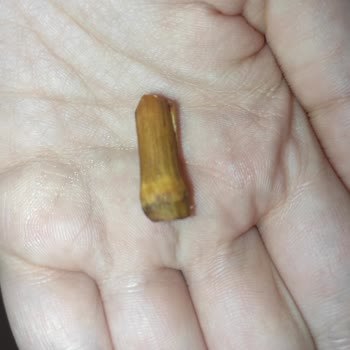 Gold Harvest Kuruyemiş Master Nut Markasının İçinden Çıkan Yabancı Madde