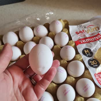Setyum Yumurta A101 Yumurta Paketindeki Boy Farklılıkları!