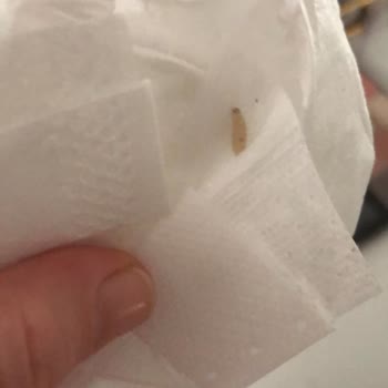 Pure Baby Bebek Bezi İçinde Kurt