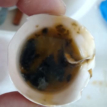 İtimat Lele Yumurta Bozuk Çıktı
