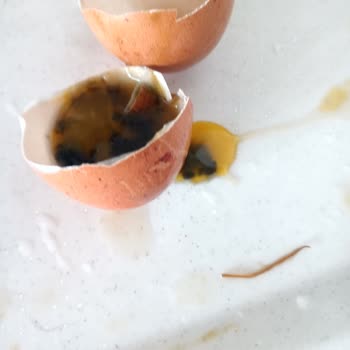 İtimat Lele Yumurta Bozuk Çıktı