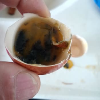 İtimat Lele Yumurta Bozuk Çıktı