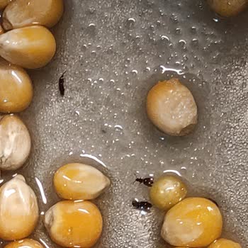 Anadolu Mutfağı Böceklenmiş Cin Mısır