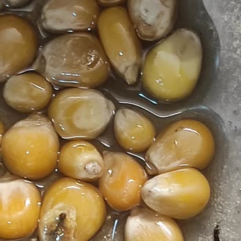 Anadolu Mutfağı Böceklenmiş Cin Mısır