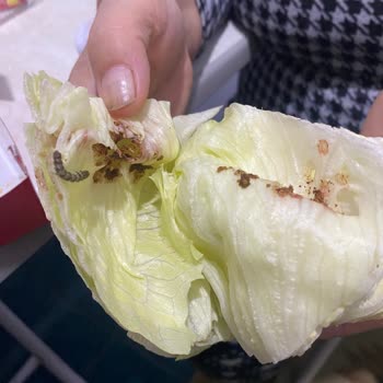 Komagene Yıkanmayan Maruldaki Tırtıl