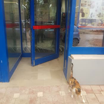 BİM Bursa'da Market Çalışanlarının Hayvanlara Karşı Tutumuna Dair Şikayetler