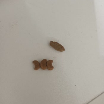 Felicia Pet Food Felicia Kedi Maması