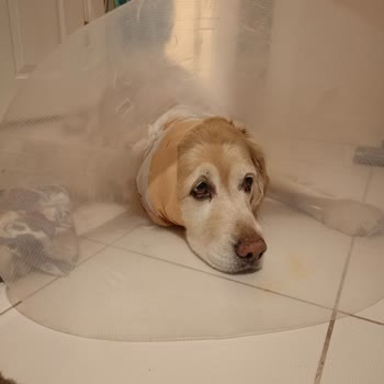 Petcode Hayvan Hastanesi (Ankara) Veteriner Tecrübesizliği Ve Bilgisizliği