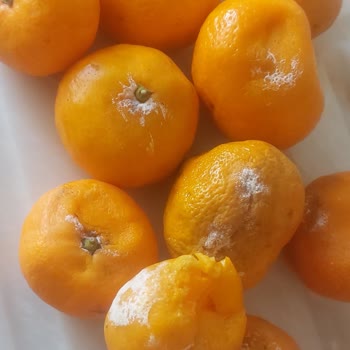 Kayseri Migros Çürük Meyveler