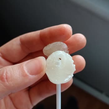 Topitop Tan Karınca Çıktı