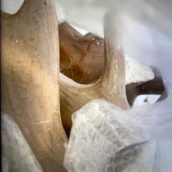 Madame Coco Çalışanlarının Amaçsızca Hareket Etmesi