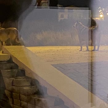 Çankaya Belediyesi Çankaya Yaşamkent'teki Sahipsiz Köpeklerin Saldırıları