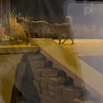 Çankaya Belediyesi Çankaya Yaşamkent'teki Sahipsiz Köpeklerin Saldırıları
