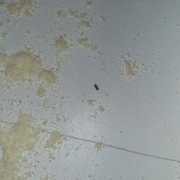 Kurtlu Böcekli Happy Life Organik Bebek İrmikleri