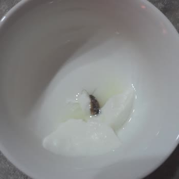 BİM Yoğurt Tan Böcek Çıktı