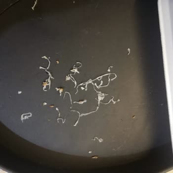 Carrefour SA Dana Kıyma İçinden Çıkan Maddeler