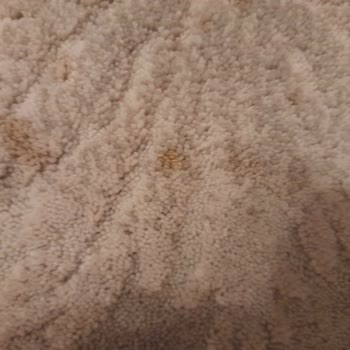 Bulut Halı Yıkama (İstanbul) Halı Yıkama Hüsranı