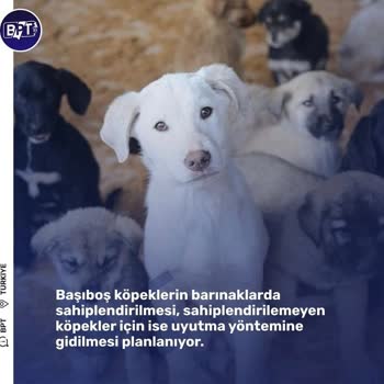 Kütahya Belediyesi Sokak Hayvanları Uyutma İşlemi