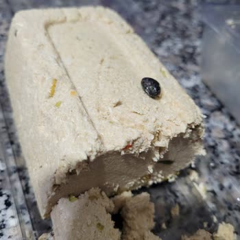 Migros Antep Fıstıklı Tahin Helvanın İçinden Taş Çıktı.