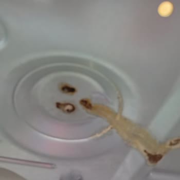 Bosch Marka Cam Ankastre Set Ocağı Paslanması