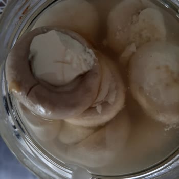 Peyba Gıda Peynir Dolgulu Mantardan Kıl Çıktı