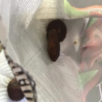 Migros Bozuk Kurtlu Ürün Satışı!