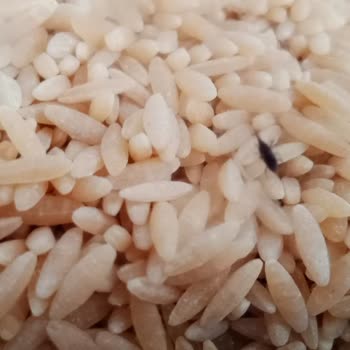 Nuh'un Ankara Makarnası Böceklenmiş Arpa Şehriye