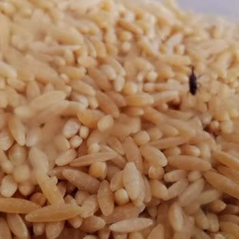 Nuh'un Ankara Makarnası Böceklenmiş Arpa Şehriye