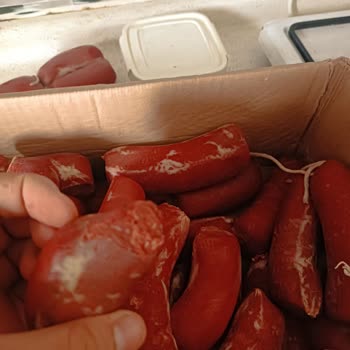 Ekosucuk Kurtlanmış