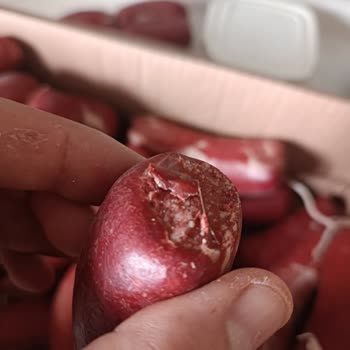 Ekosucuk Kurtlanmış