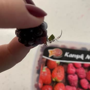 File Market Dondurulmuş Meyvede Hijyen Şüphesi!