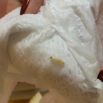 Prima Bezden Çıkan Kurt