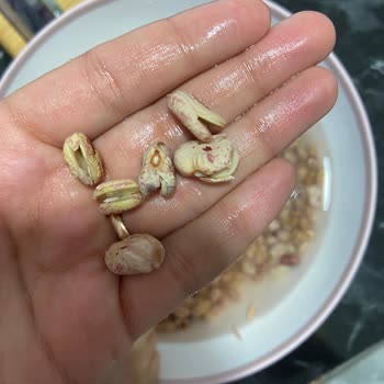 Tat Bakliyat Marka Barbunya Soğuk Suda 2 Saatte Parçalandı