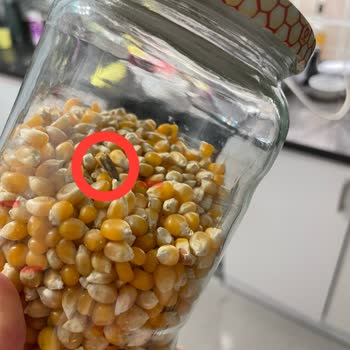 Migros'ta Patlayan Mısırdan Güve Çıktı
